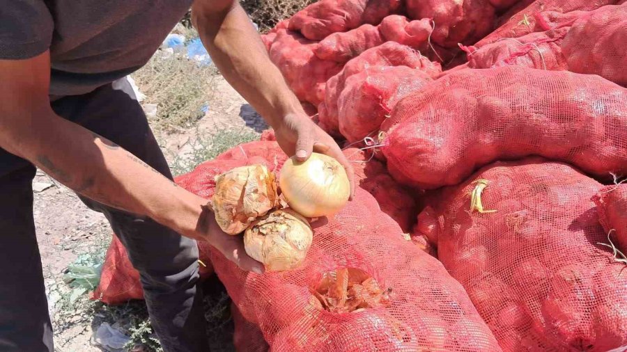Karaman’da Tonlarca Soğan, Boş Araziye Atılmış Halde Bulundu