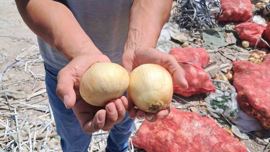Karaman’da Tonlarca Soğan, Boş Araziye Atılmış Halde Bulundu