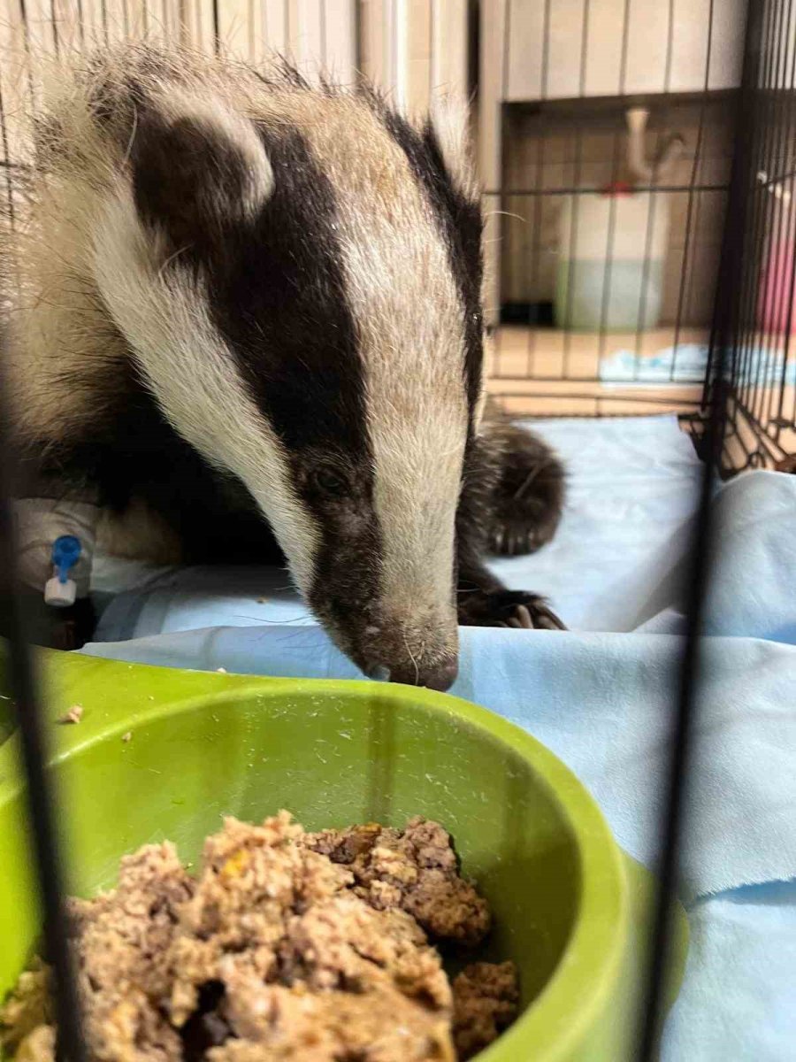 Antalya’da Bir Evin Bahçesinde Bulunan Porsuk Tedavi Altına Alındı