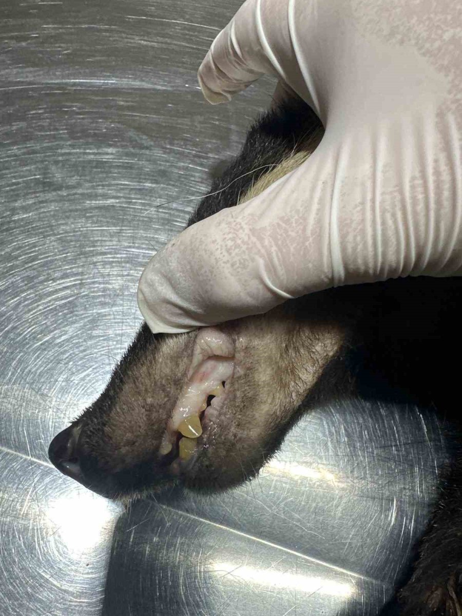 Antalya’da Bir Evin Bahçesinde Bulunan Porsuk Tedavi Altına Alındı