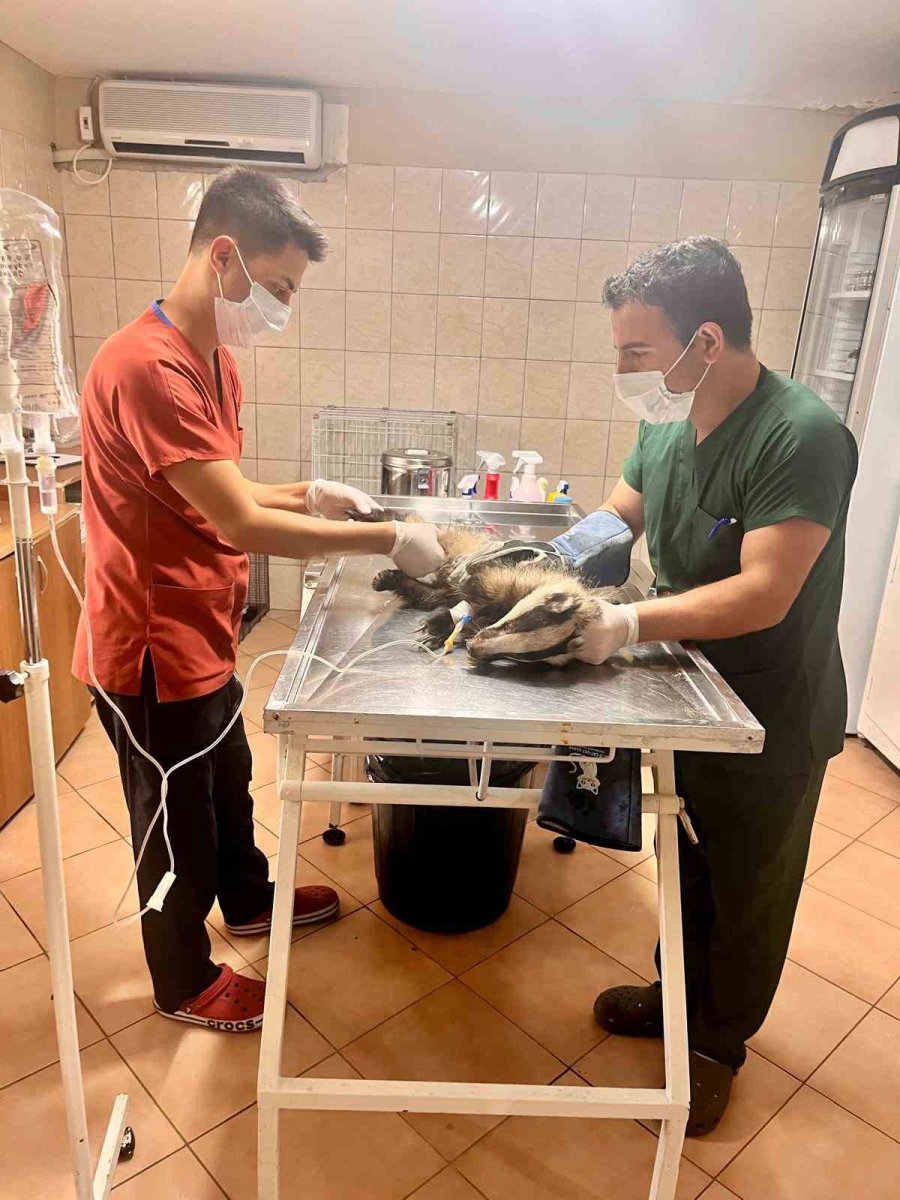 Antalya’da Bir Evin Bahçesinde Bulunan Porsuk Tedavi Altına Alındı