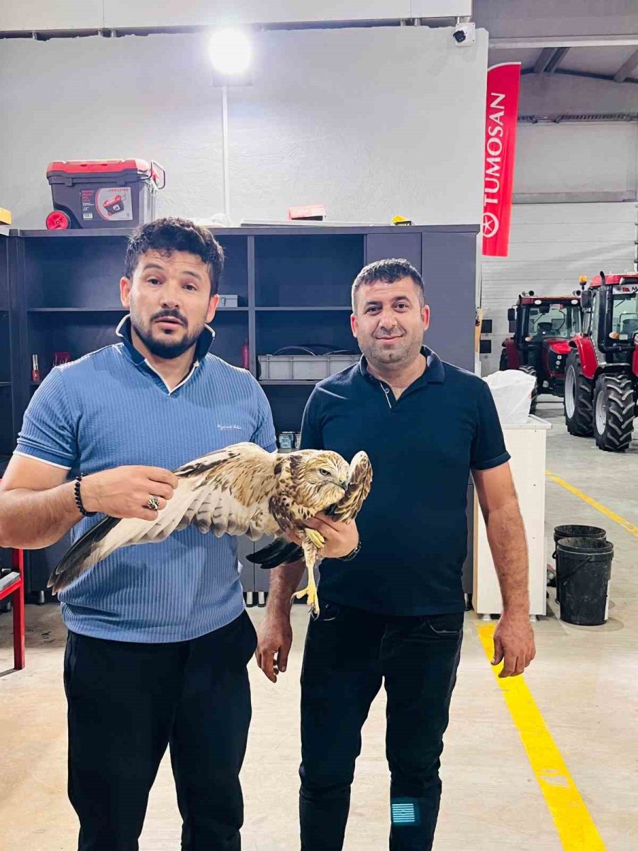 Karapınar’da Yaralı Halde Bulunan Kızıl Şahin Koruma Altına Alındı