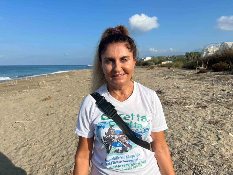 Yavru Carettalar Yumurtalardan Çıkıp Denizle Buluştu