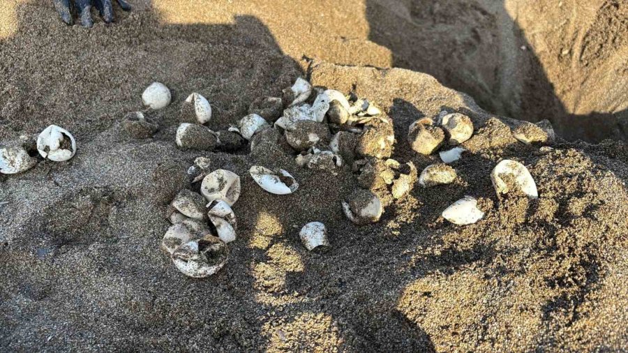 Yavru Carettalar Yumurtalardan Çıkıp Denizle Buluştu