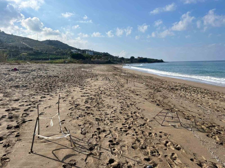 Yavru Carettalar Yumurtalardan Çıkıp Denizle Buluştu