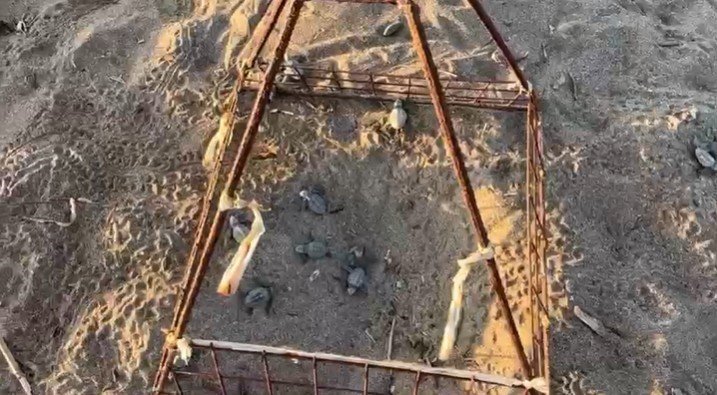 Yavru Carettalar Yumurtalardan Çıkıp Denizle Buluştu