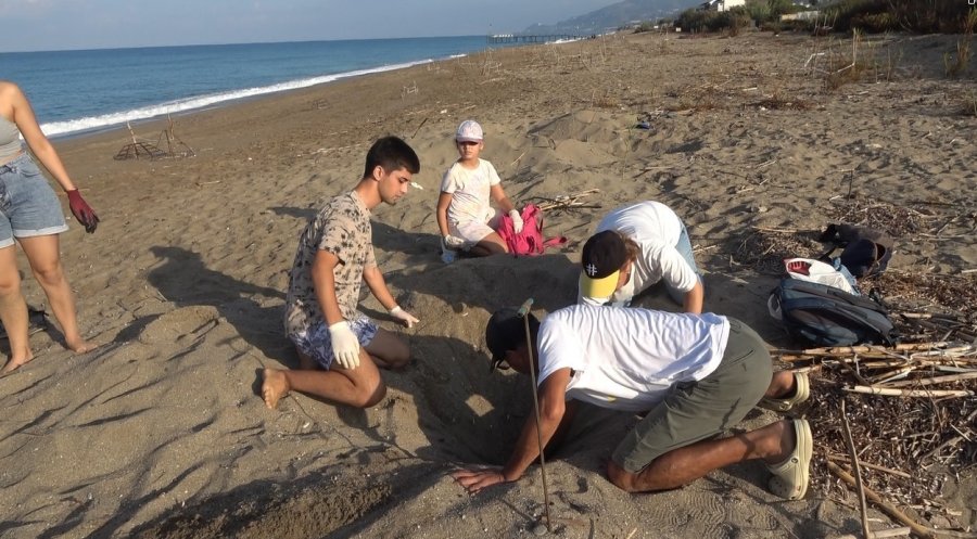 Yavru Carettalar Yumurtalardan Çıkıp Denizle Buluştu