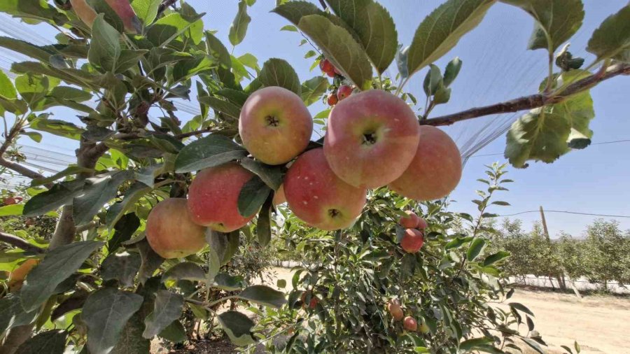 Zirai Donun Vurduğu Karaman’da Elma Hasadı Buruk Başladı