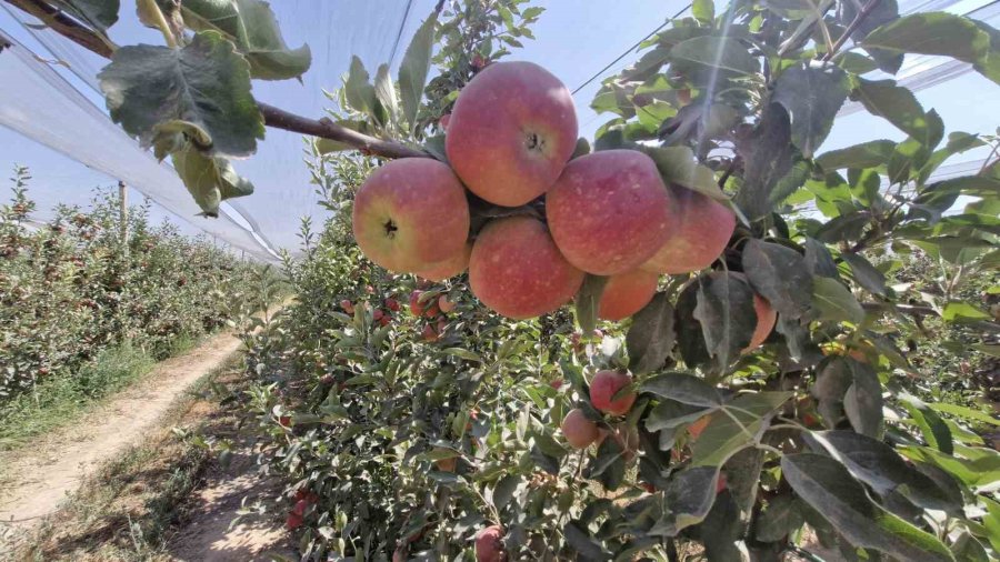 Zirai Donun Vurduğu Karaman’da Elma Hasadı Buruk Başladı