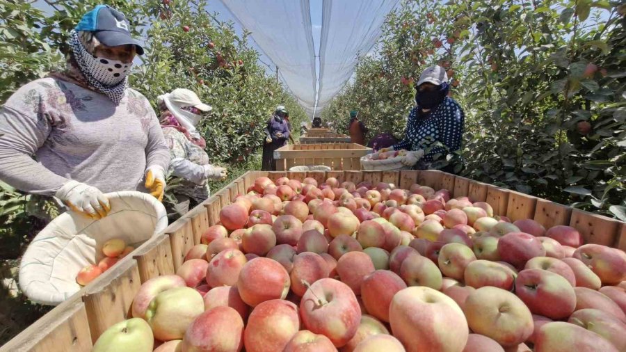 Zirai Donun Vurduğu Karaman’da Elma Hasadı Buruk Başladı