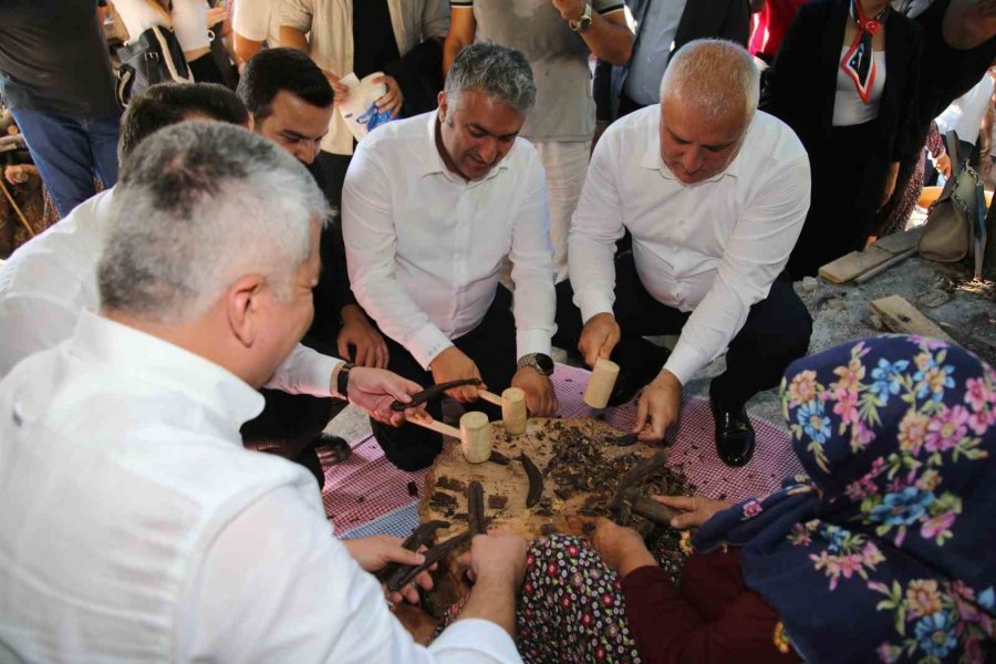 Alanya’da Keçiboynuzu Hasat Şenliği Ve Coğrafi Tescil Belge Töreni