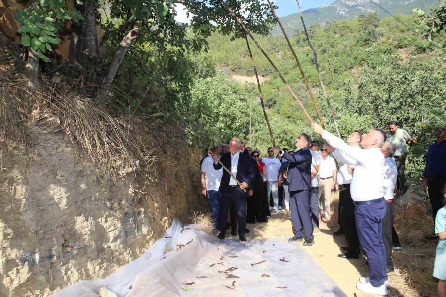 Alanya’da Keçiboynuzu Hasat Şenliği Ve Coğrafi Tescil Belge Töreni