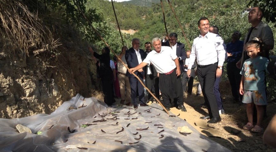 Alanya’da Keçiboynuzu Hasat Şenliği Ve Coğrafi Tescil Belge Töreni