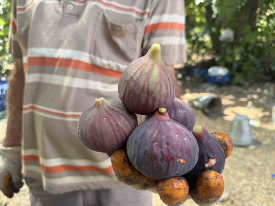 Antalya’da Siyah İncir Hasadı Başladı