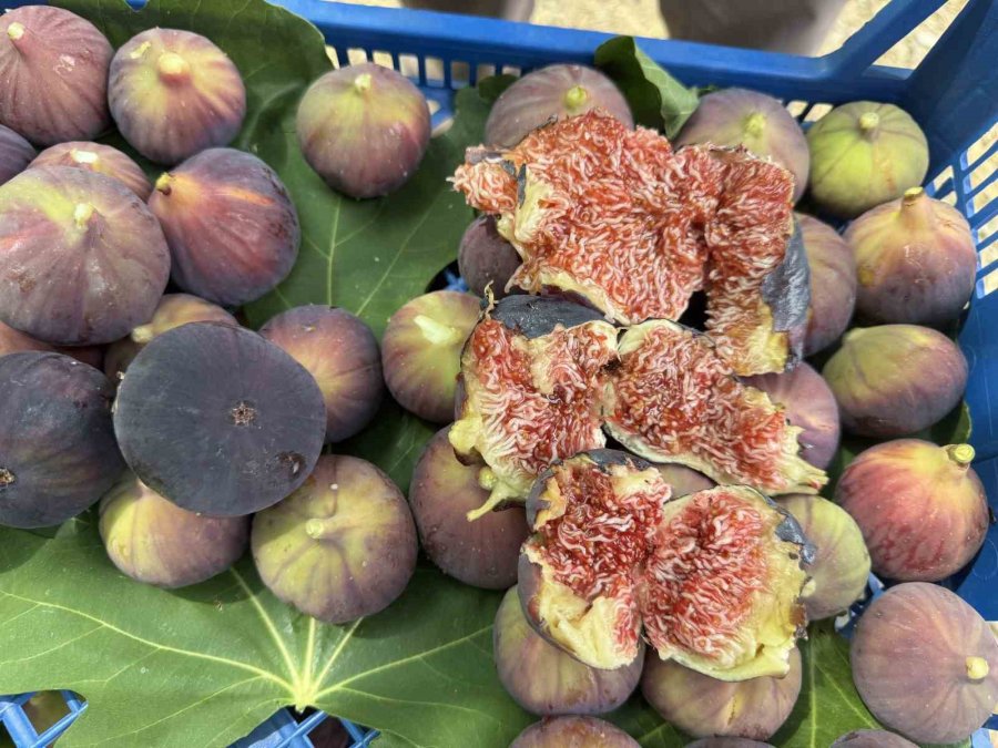 Antalya’da Siyah İncir Hasadı Başladı