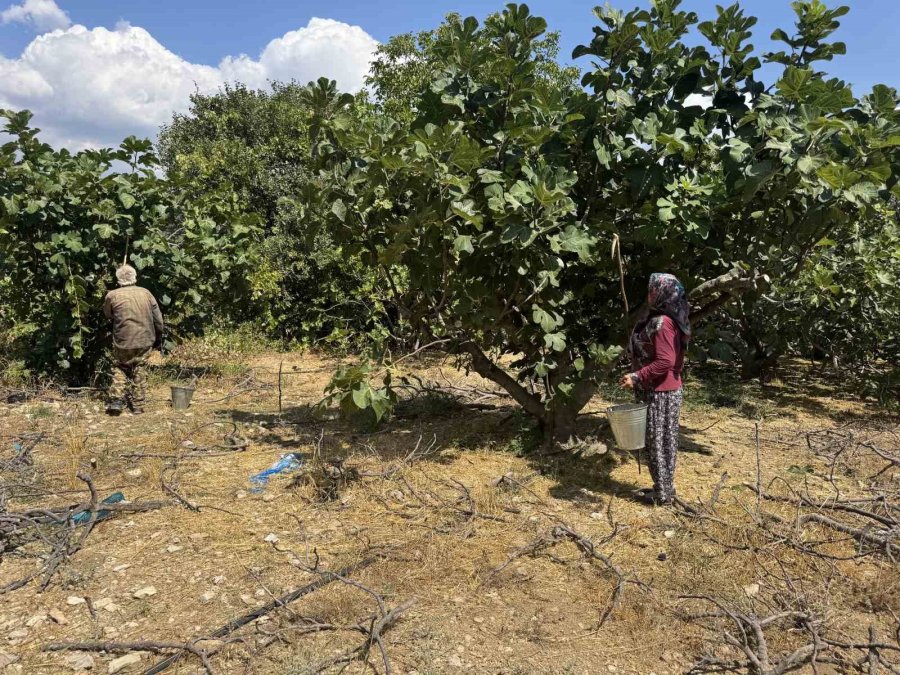 Antalya’da Siyah İncir Hasadı Başladı