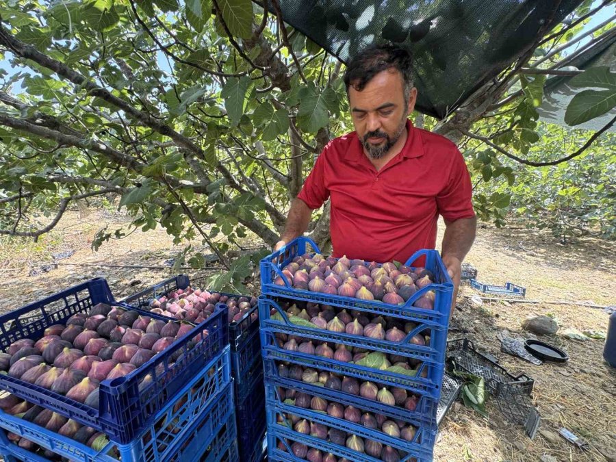 Antalya’da Siyah İncir Hasadı Başladı