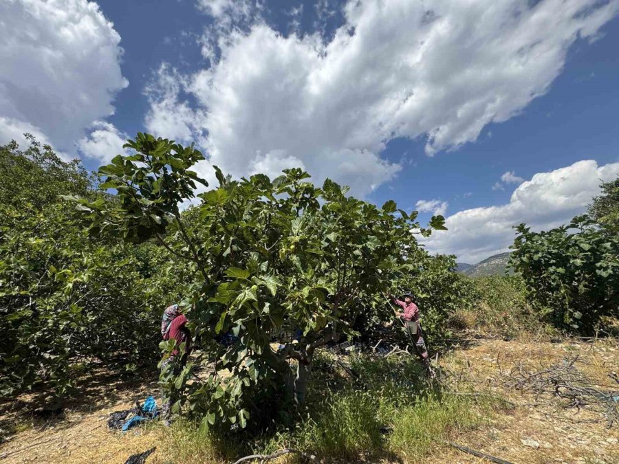 Antalya’da Siyah İncir Hasadı Başladı