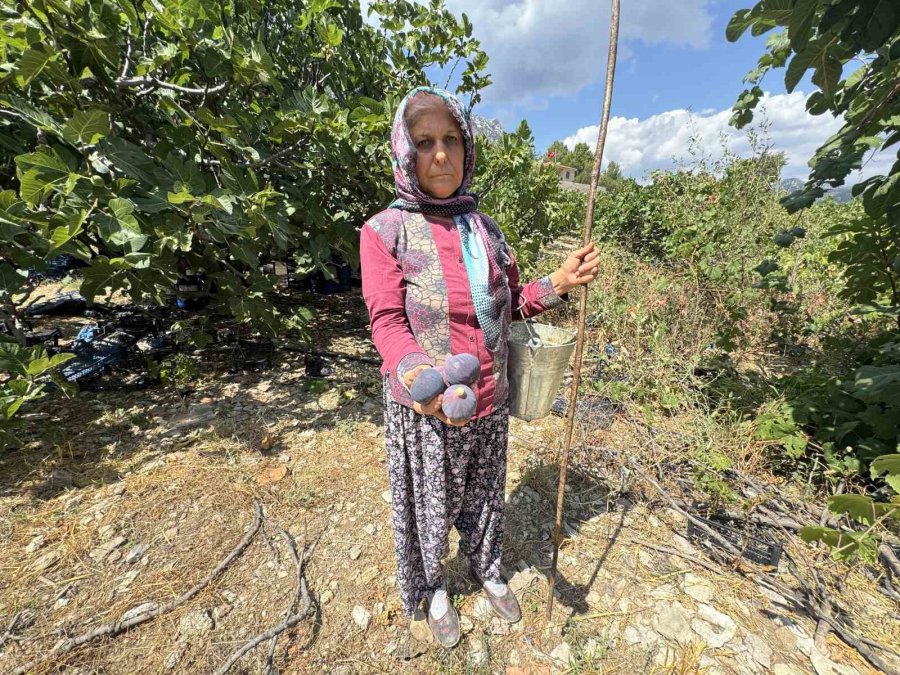 Antalya’da Siyah İncir Hasadı Başladı