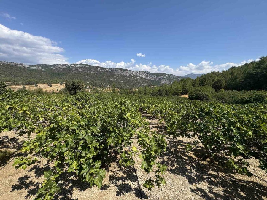 Antalya’da Siyah İncir Hasadı Başladı