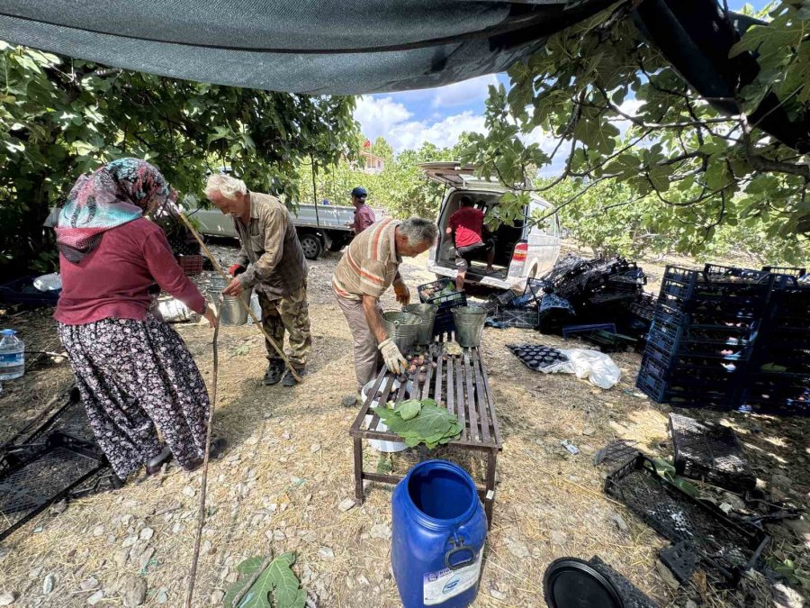 Antalya’da Siyah İncir Hasadı Başladı