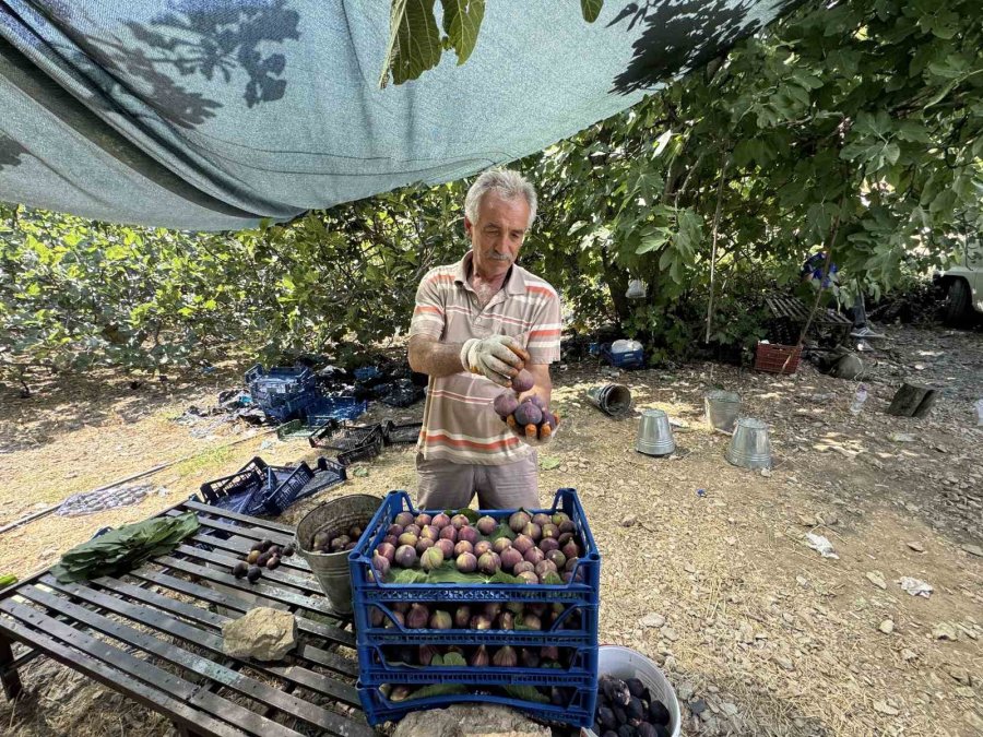 Antalya’da Siyah İncir Hasadı Başladı