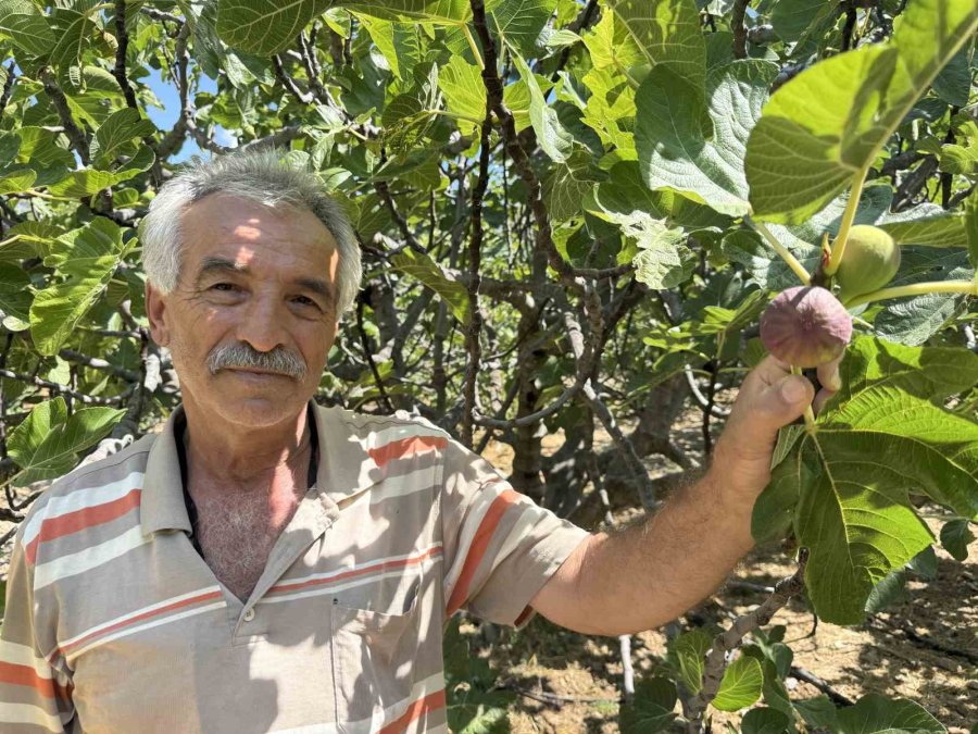 Antalya’da Siyah İncir Hasadı Başladı