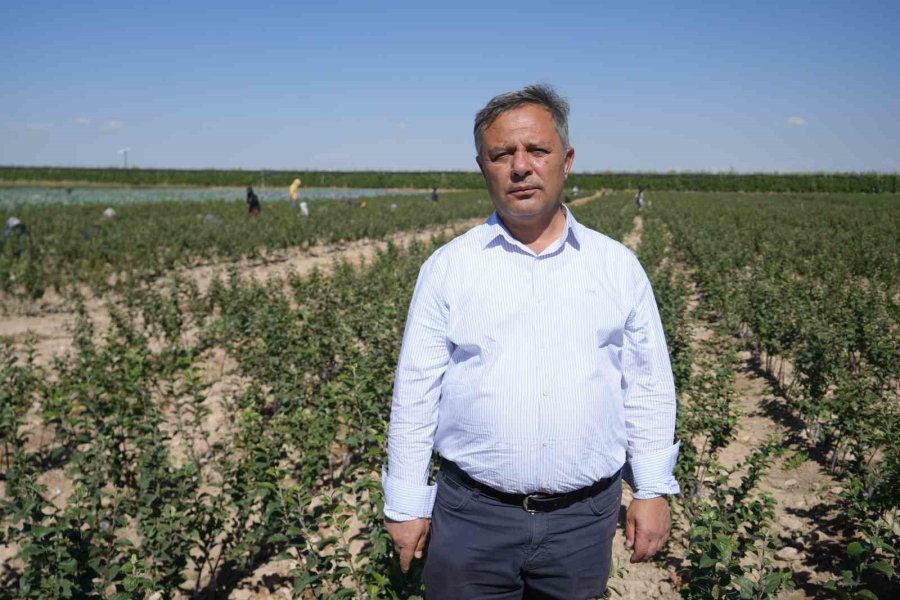 Don Zararı Niğde’de Elma Rekoltesini Yüzde 95 Oranında Düşürdü