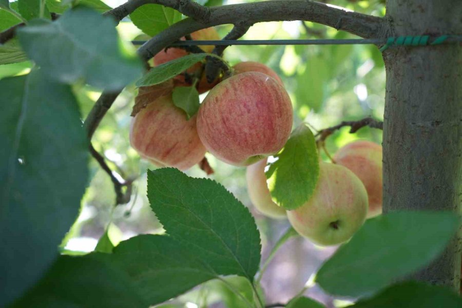 Don Zararı Niğde’de Elma Rekoltesini Yüzde 95 Oranında Düşürdü