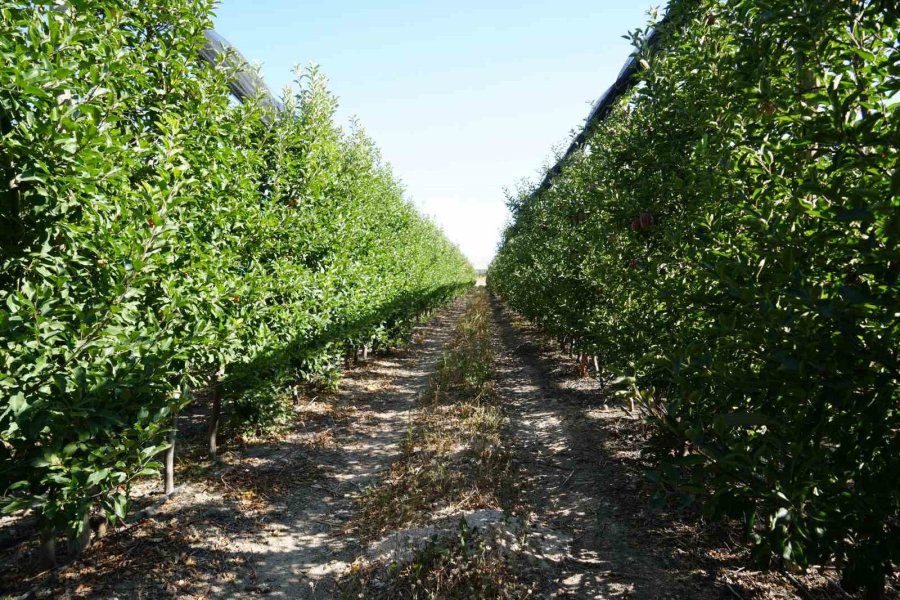 Don Zararı Niğde’de Elma Rekoltesini Yüzde 95 Oranında Düşürdü