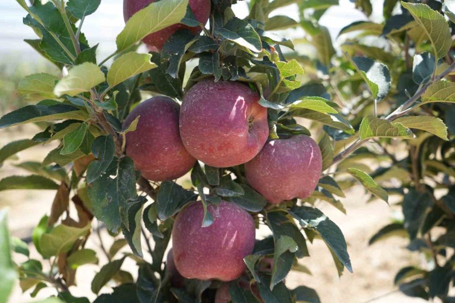 Don Zararı Niğde’de Elma Rekoltesini Yüzde 95 Oranında Düşürdü