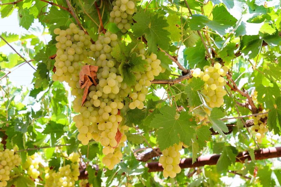 Çizmeler Rafa Kalktı Pekmez Üretimi Kolaylaştı