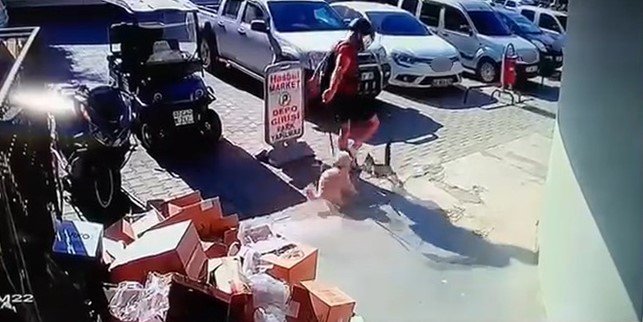 Köpeğiyle Kavga Eden Kediyi Tekmeyle Metrelerce Havaya Fırlattı