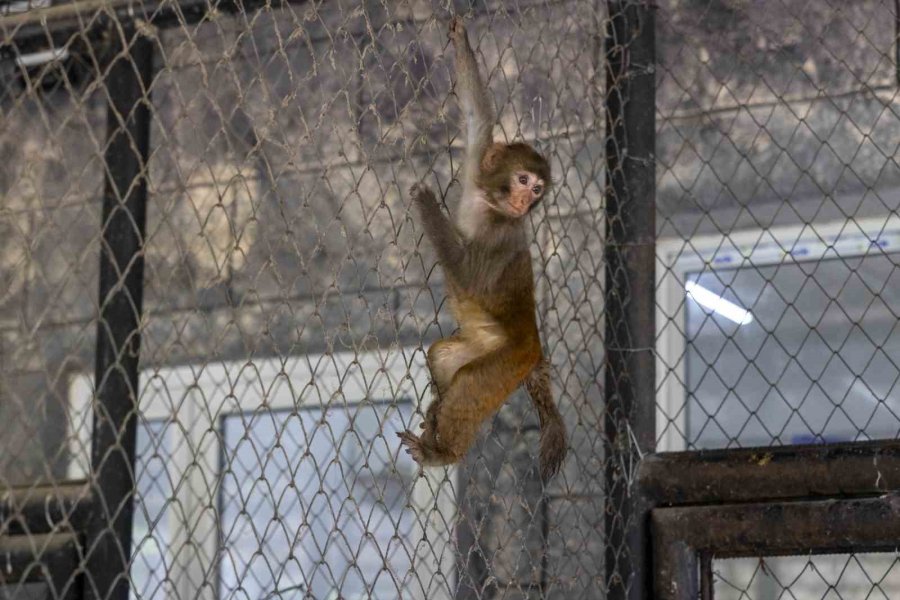 Şiddet Mağduru Maymun Mersin’de Koruma Altına Alındı