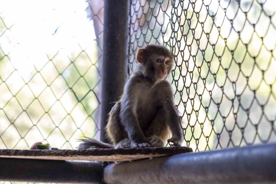 Şiddet Mağduru Maymun Mersin’de Koruma Altına Alındı