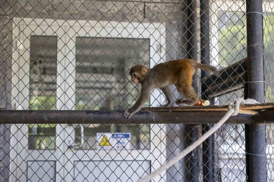 Şiddet Mağduru Maymun Mersin’de Koruma Altına Alındı
