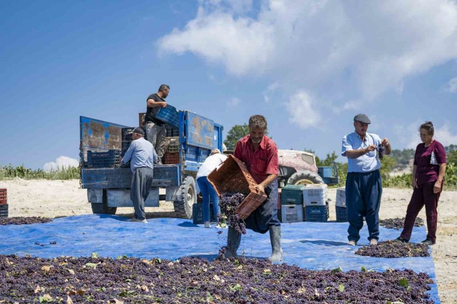 Gülnar Kuş Üzümü Tescil İle Değer Kazandı