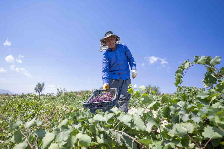 Gülnar Kuş Üzümü Tescil İle Değer Kazandı