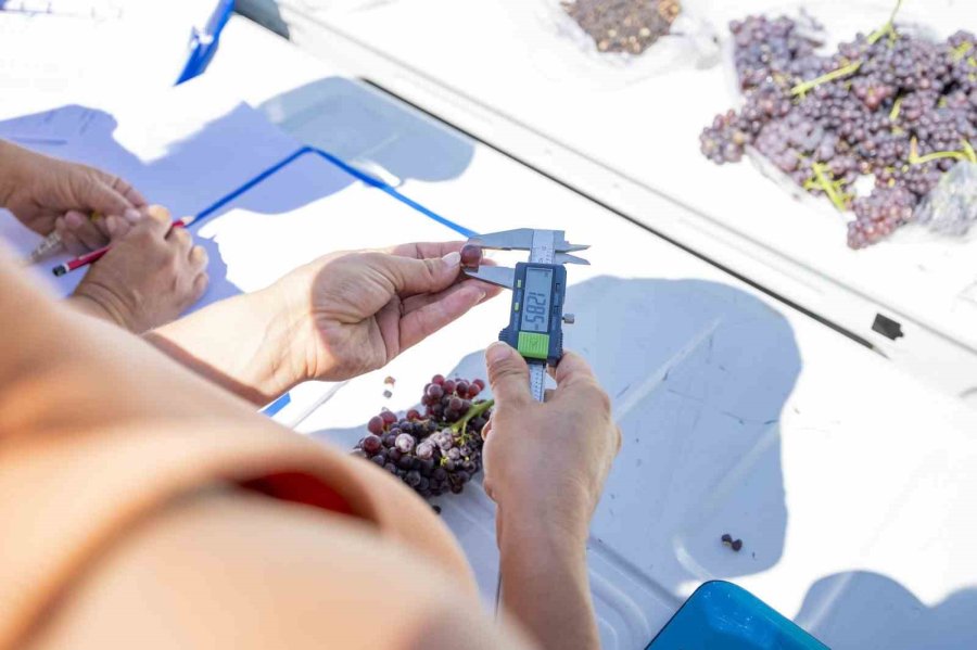 Gülnar Kuş Üzümü Tescil İle Değer Kazandı