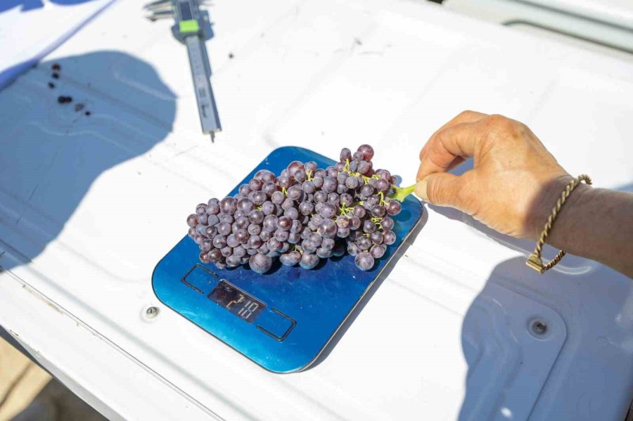 Gülnar Kuş Üzümü Tescil İle Değer Kazandı