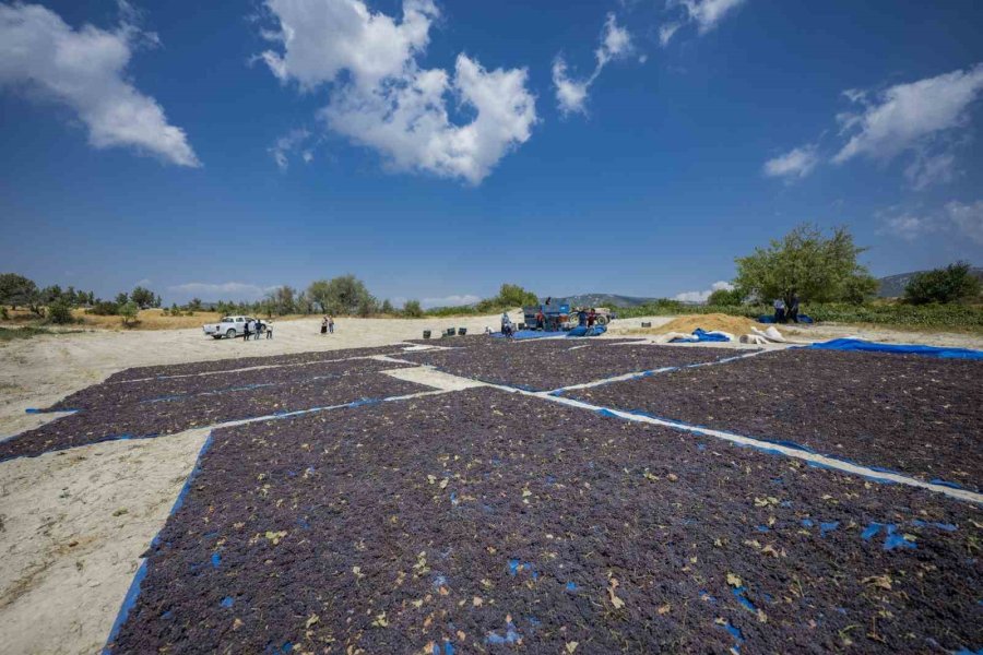 Gülnar Kuş Üzümü Tescil İle Değer Kazandı