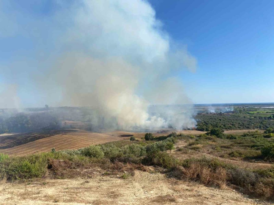 Antalya’da Makilik Alanda Çıkan Yangın Zeytin Ağaçlarına Zarar Verdi