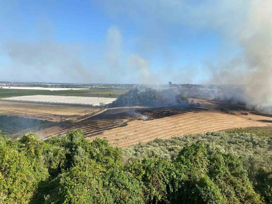 Antalya’da Makilik Alanda Çıkan Yangın Zeytin Ağaçlarına Zarar Verdi