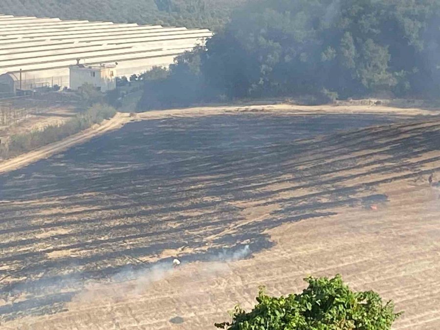 Antalya’da Makilik Alanda Çıkan Yangın Zeytin Ağaçlarına Zarar Verdi