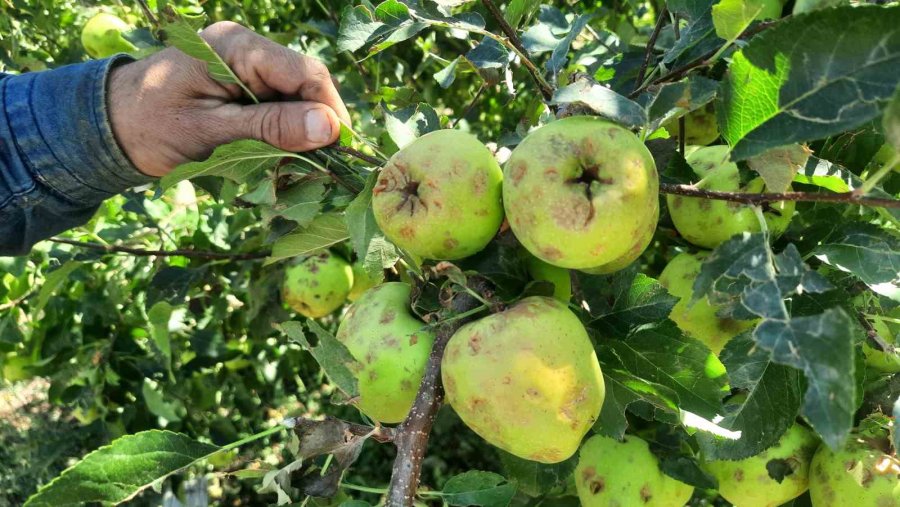 Konya’da Dolu Etkili Oldu, Bahçeler Büyük Zarar Gördü