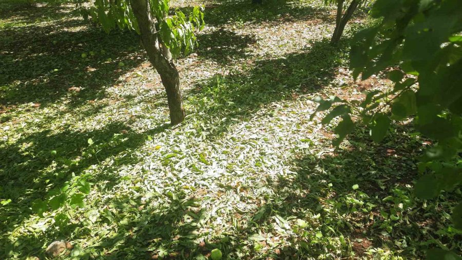 Konya’da Dolu Etkili Oldu, Bahçeler Büyük Zarar Gördü