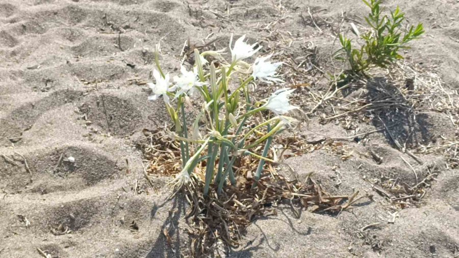Nesli Tükenmekte Olan Kum Zambaklarını Koparmanın Cezası Dudak Uçuklatıyor