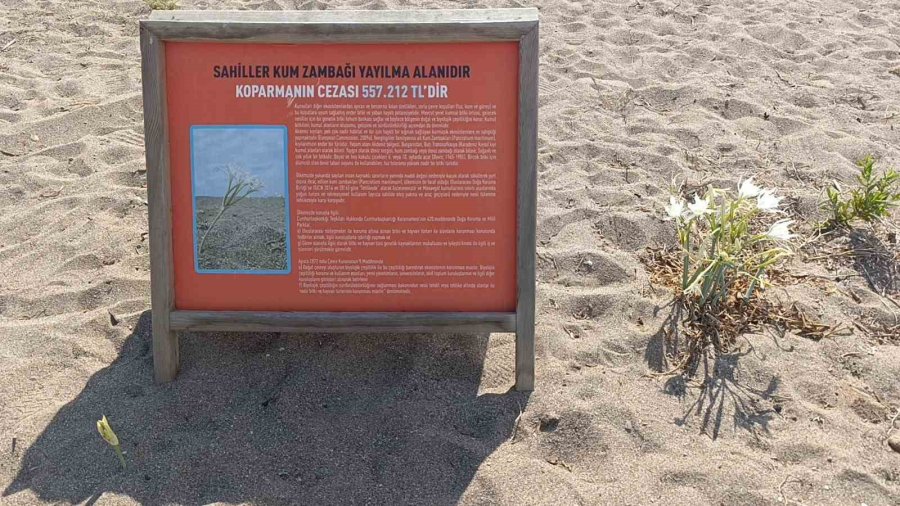 Nesli Tükenmekte Olan Kum Zambaklarını Koparmanın Cezası Dudak Uçuklatıyor