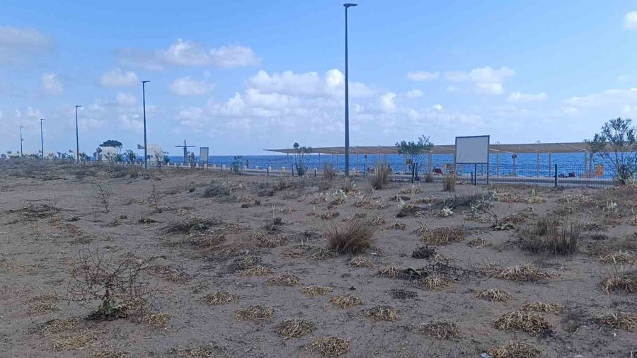 Nesli Tükenmekte Olan Kum Zambaklarını Koparmanın Cezası Dudak Uçuklatıyor