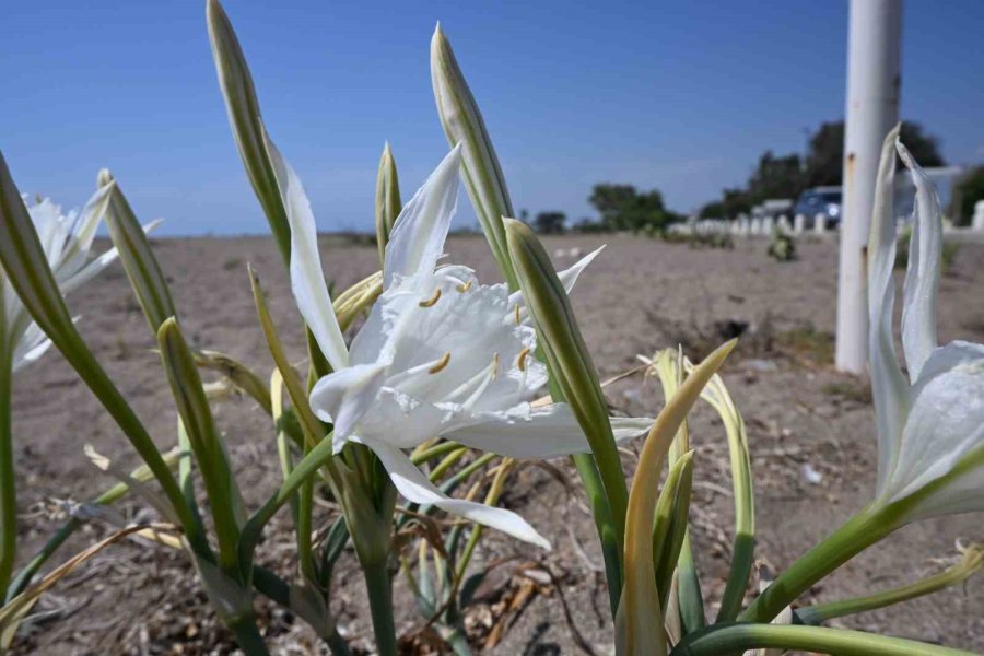 Nesli Tükenmekte Olan Kum Zambaklarını Koparmanın Cezası Dudak Uçuklatıyor